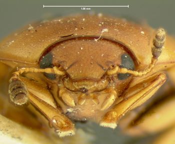 Media type: image;   Entomology 33679 Aspect: head frontal view